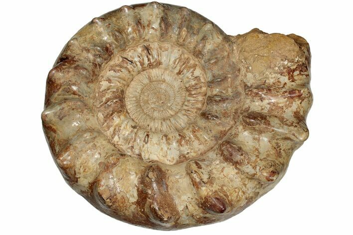 Monster, Ammonite (Kranosphinctes?) Fossil - Madagascar #207415